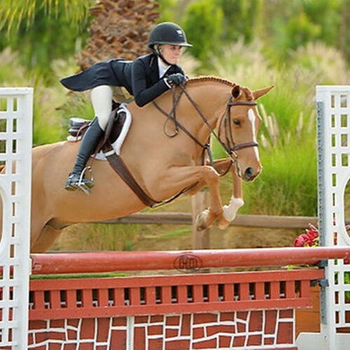 Belmont Hunters And Ponies Photos15