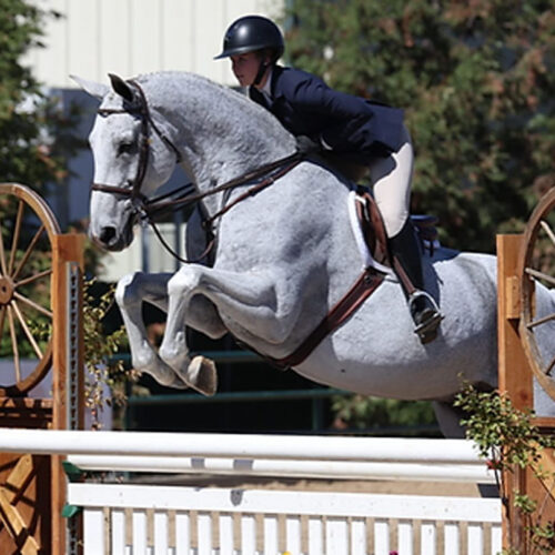 Belmont Hunters And Ponies Photos25