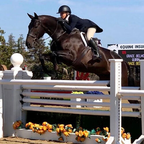 Belmont Hunters And Ponies Photos28