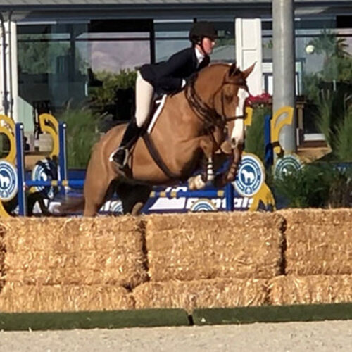 Belmont Hunters And Ponies Photos29