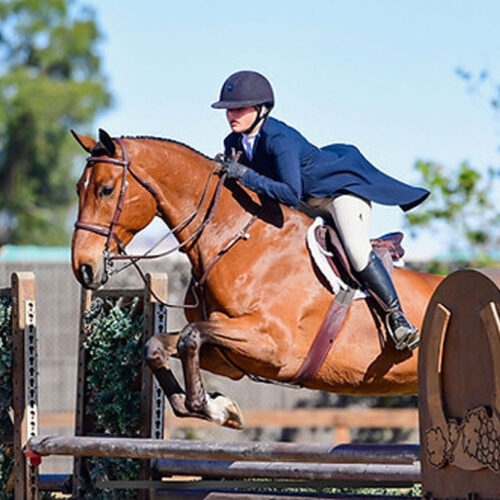 Belmont Hunters And Ponies Photos30